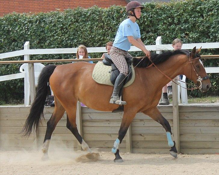 Dansk Varmblod Starlight Elm - træning på BBH - d. 29 juni billede 11