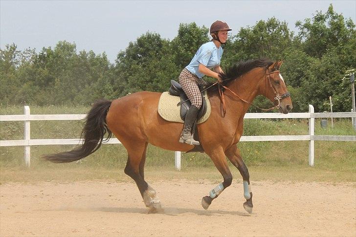 Dansk Varmblod Starlight Elm - træning på BBH - d. 29 juni billede 2