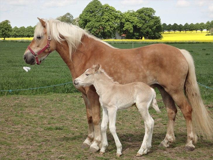 Tyroler Haflinger Abby Strandagergaard R.I.P billede 6