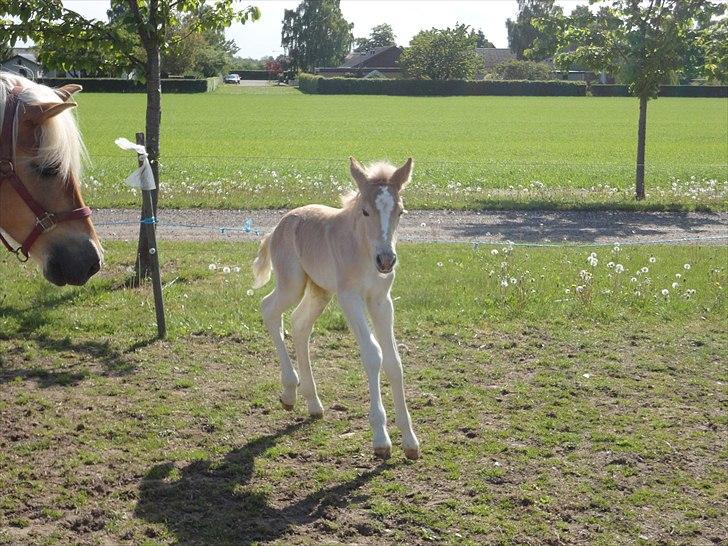 Tyroler Haflinger Abby Strandagergaard R.I.P billede 8