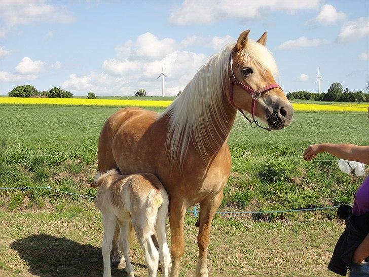 Tyroler Haflinger Abby Strandagergaard R.I.P billede 10