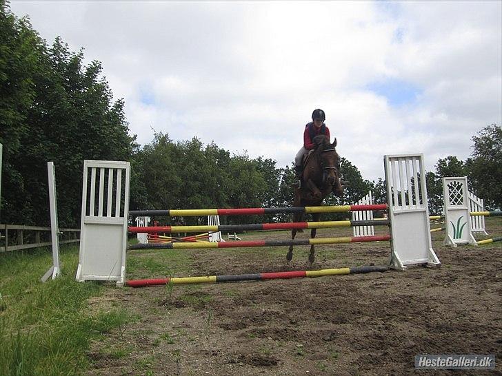 Anden særlig race Rapollo  - Springer 1.20 på ham(-: Foto: Julie billede 16