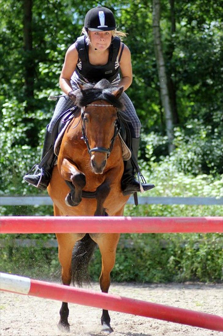 Anden særlig race Cassiopeia DEN SAVNEDE!<3 - Sidste spring med saddel og hovedtøj (-: 90 cm! Jeg elsker dig! <3 Foto: Sabrina (: billede 20