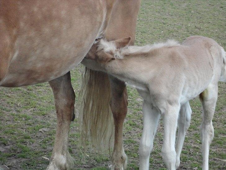 Tyroler Haflinger Abby Strandagergaard R.I.P billede 13