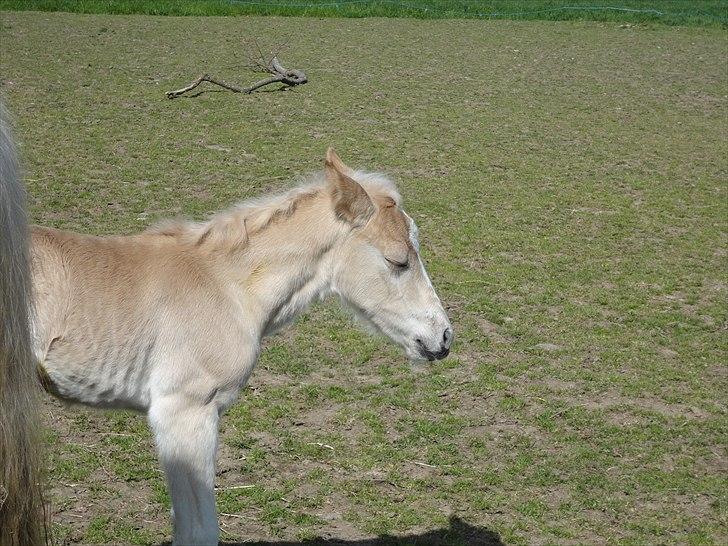 Tyroler Haflinger Abby Strandagergaard R.I.P billede 15