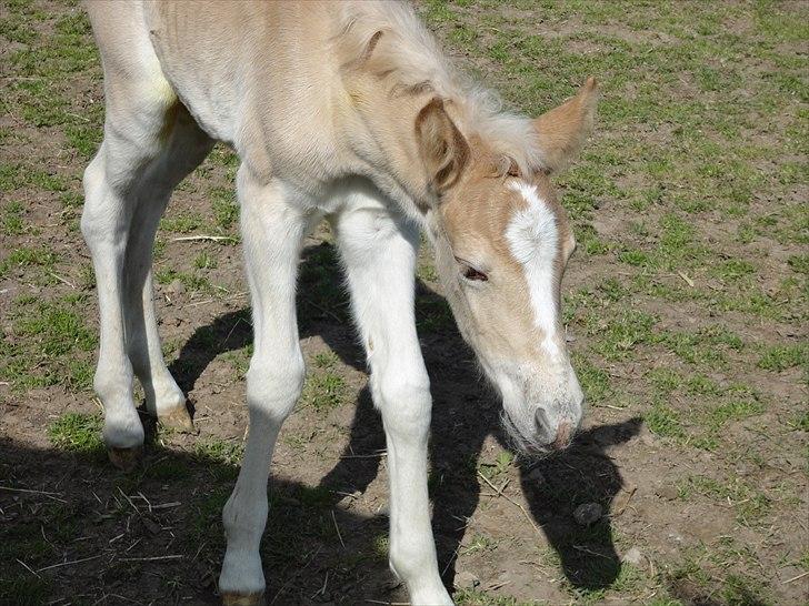 Tyroler Haflinger Abby Strandagergaard R.I.P billede 16