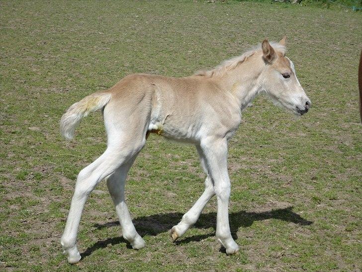 Tyroler Haflinger Abby Strandagergaard R.I.P billede 9