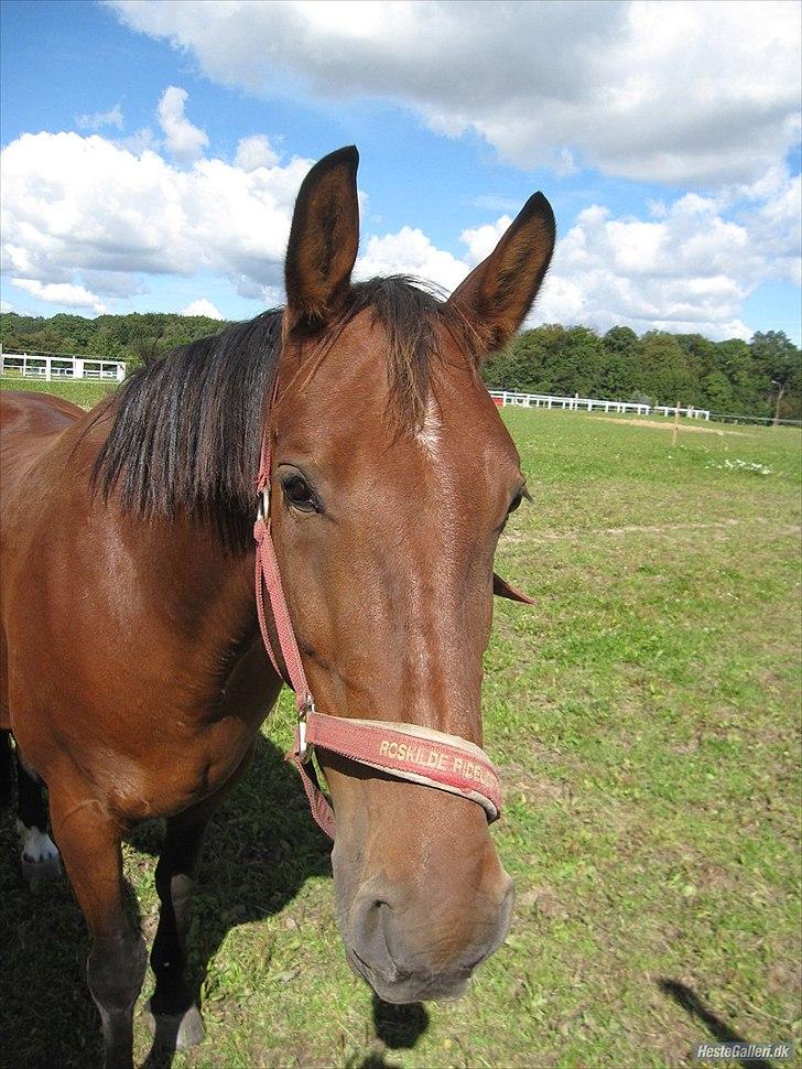 Anden særlig race Cassiopaya billede 6
