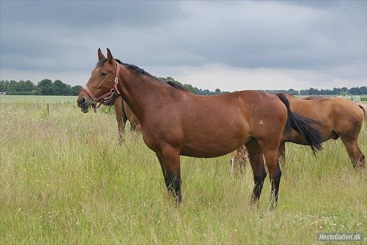Anden særlig race Cassiopaya - Livet på sommerfolden nydes i fulde drag :-) billede 7