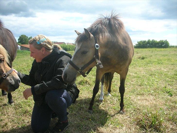 Welsh Mountain (sec A) pixeline star light ( Tidl. pony) billede 3