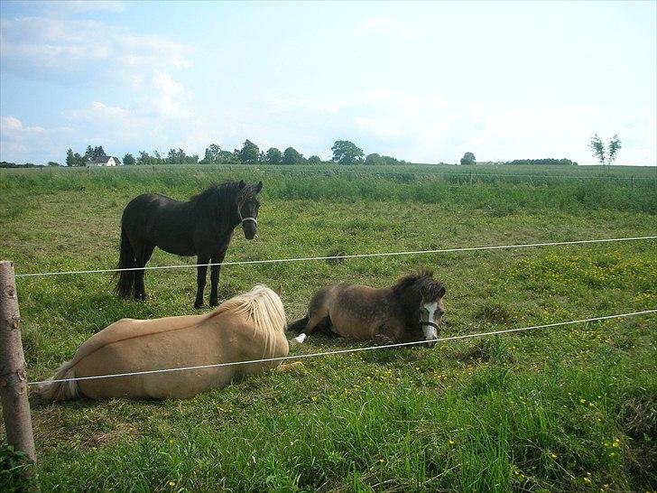 Welsh Mountain (sec A) pixeline star light ( Tidl. pony) billede 5