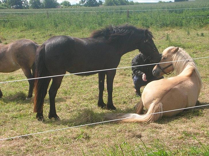 Anden særlig race frida billede 11