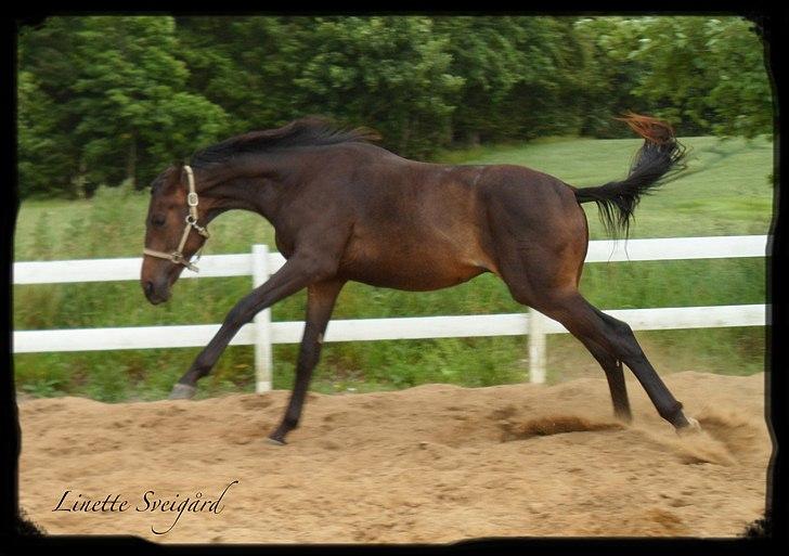 Dansk Varmblod Aagaardens Chirac (Min) R.I.P. :'( - Chirac 2 år. wee, jeg er vild!! :P billede 1