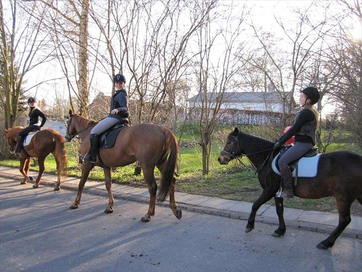 Oldenborg Tamino R.I.P billede 18