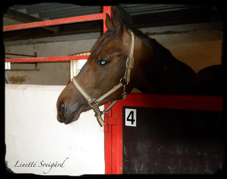 Dansk Varmblod Aagaardens Chirac (Min) R.I.P. :'( - Chirac i sin boks :) billede 8