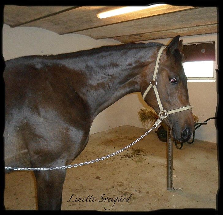 Dansk Varmblod Aagaardens Chirac (Min) R.I.P. :'( billede 9