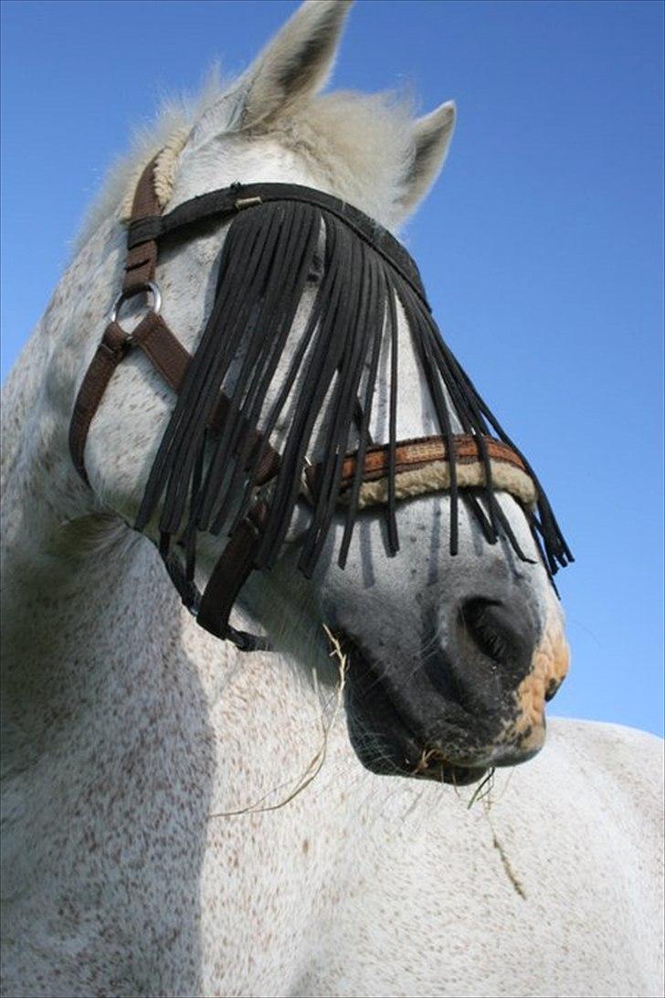 Anden særlig race Leonardo - Velkommen til Leo's profil ;D billede 1