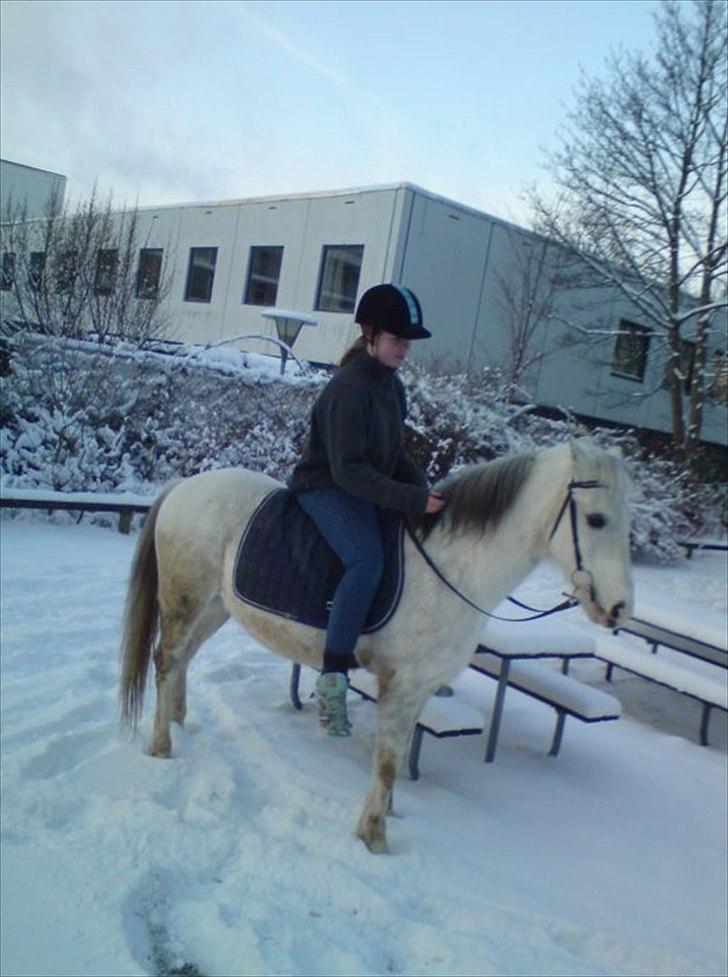 Hollandsk Sportspony Blue moon - Vi skal da oss ud selvom det sner!<3<3 Foto: Charlotte 2011 billede 13