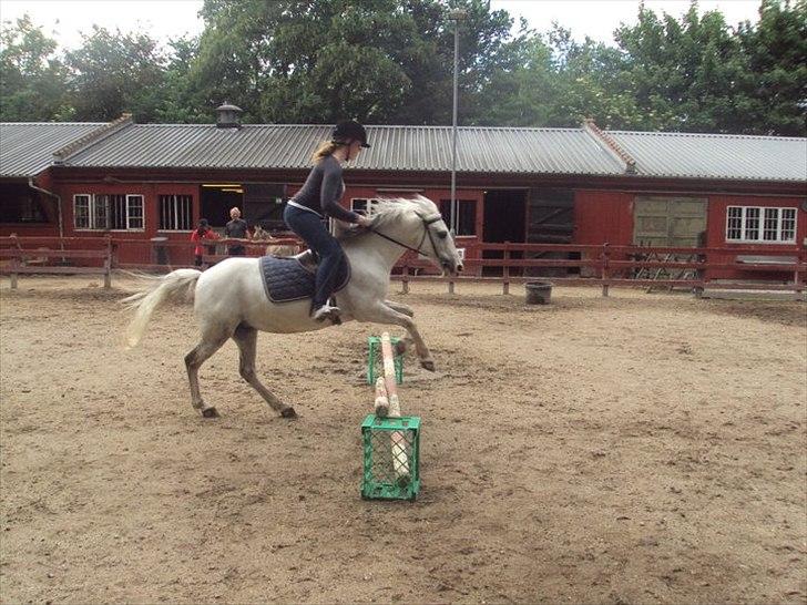 Hollandsk Sportspony Blue moon - Min smuksak!<3<3 Foto: Charlotte 2011 billede 9