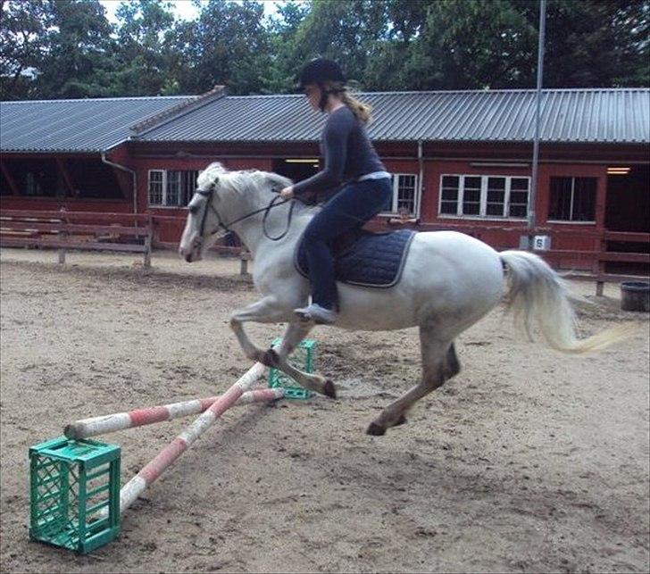 Hollandsk Sportspony Blue moon - Se vi kan oss flyve!!<3<3
- Hun syntes lige hun skulle drille den pige som red hende. Så jeg satte mig lige op på hende, og ja så ville prinsessen da gerne gå igen ;D<3<3 haha:P Sorry Clara! Foto: Charlotte 2011 billede 10