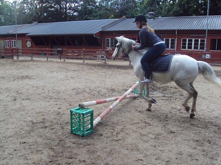 Hollandsk Sportspony Blue moon - velkommen til min dejlige prinsesse profil!<3
- Vi elsker bare at springe!!<3<3 Foto: Charlotte 2011 billede 1