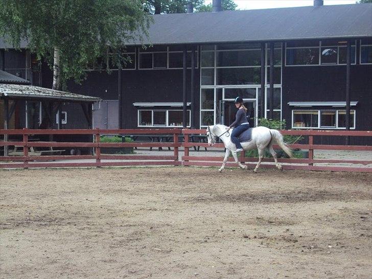 Hollandsk Sportspony Blue moon - Vi kan da oss gå fint!
- Når vi vil:P Foto: Charlott 2011 billede 14