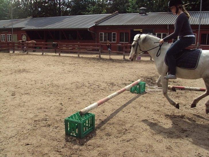 Hollandsk Sportspony Blue moon - Neii, vil aså ikk røre jroden! haha:P Foto: Charlotte 2011 billede 12