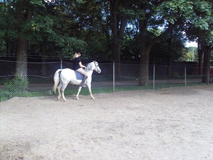 Hollandsk Sportspony Blue moon - Vi tager den lige lidt med ro:D Foto: Charlotte 2011 billede 15