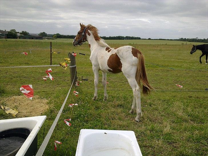 Pinto TAROCK  - D.1.7.2011 billede 3
