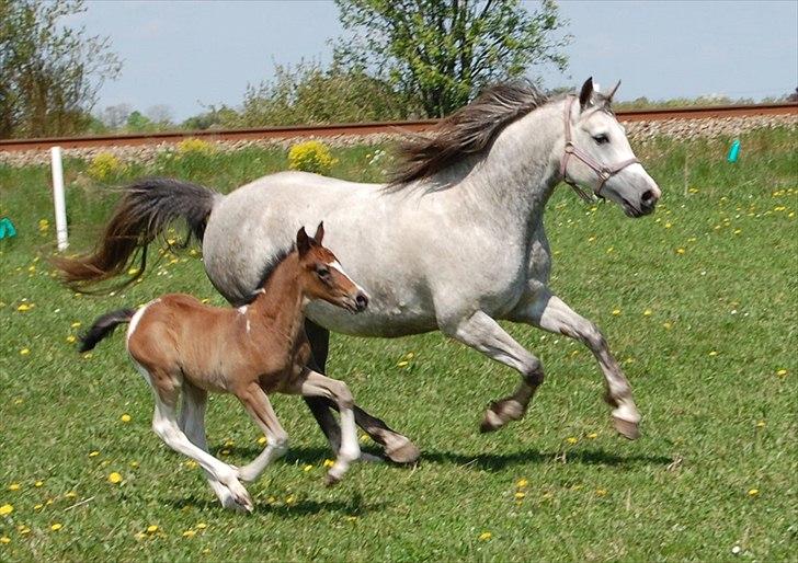 Anden særlig race Salimah - Salimah 2010 med dejlige Quinto. billede 1