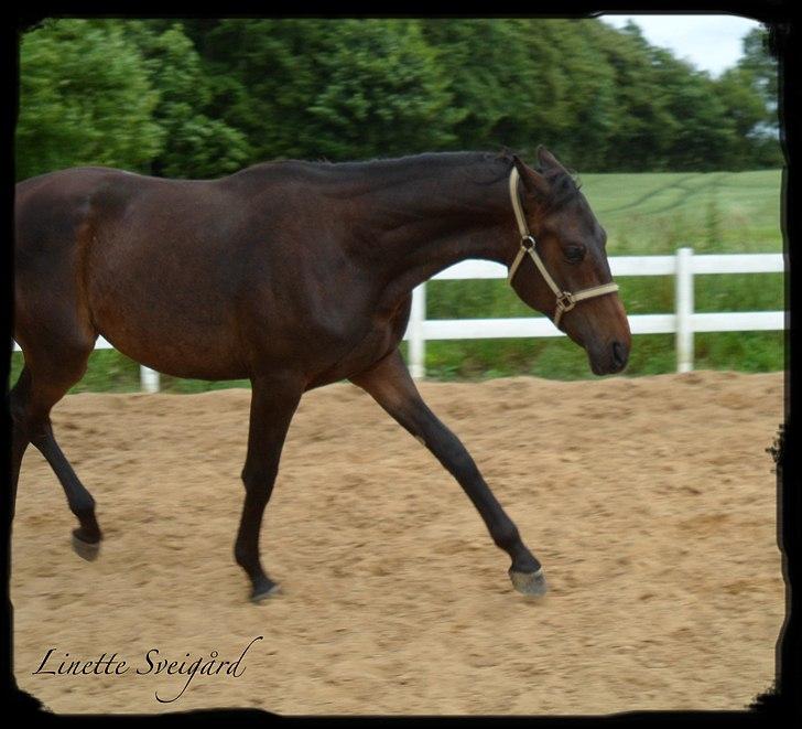 Dansk Varmblod Aagaardens Chirac (Min) R.I.P. :'( - Chirac 2 år. Viser sig lidt frem ;) billede 10