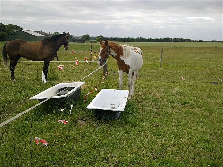 Pinto TAROCK  - D.1.7.2011 billede 4