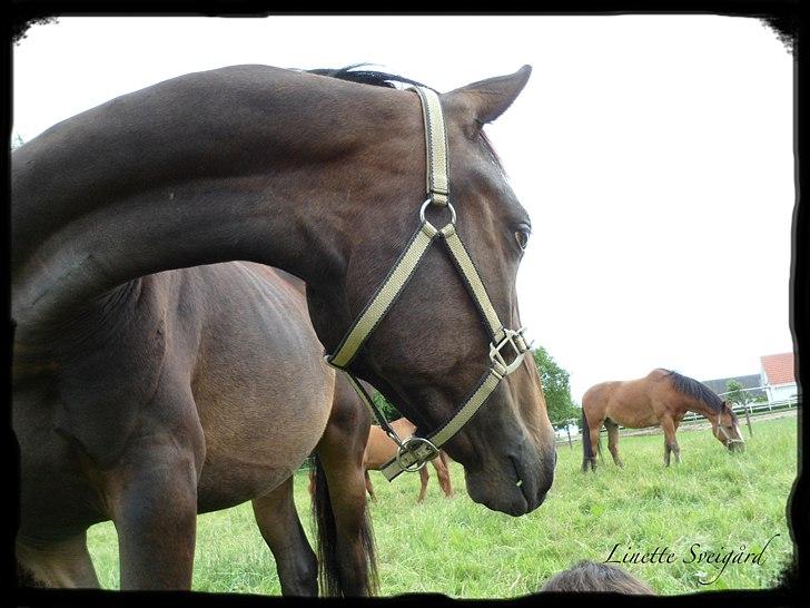 Dansk Varmblod Aagaardens Chirac (Min) R.I.P. :'( - Chirac 2 år. Min smukke dreng kigger lige lidt ud over marken :) billede 11