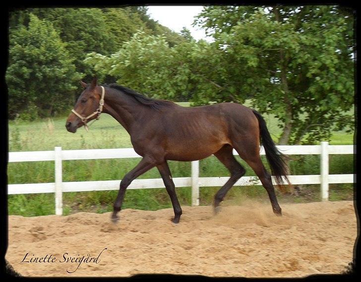 Dansk Varmblod Aagaardens Chirac (Min) R.I.P. :'( - Chirac 2 år. Her viser han lige lidt afslappende trav :) billede 12