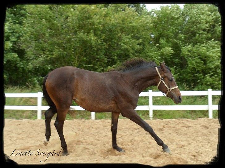 Dansk Varmblod Aagaardens Chirac (Min) R.I.P. :'( - Chirac 2 år. Gør klar til et kæmpe bukkespring :) billede 13