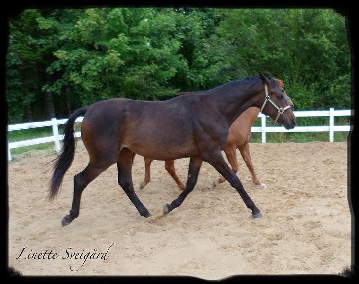 Dansk Varmblod Aagaardens Chirac (Min) R.I.P. :'( billede 14