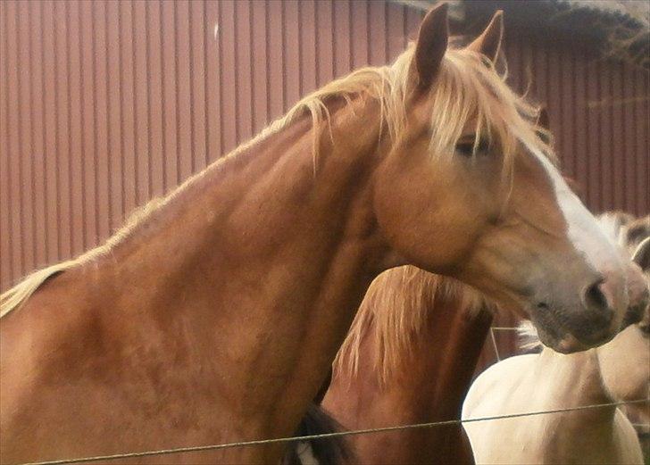 Frederiksborg Niki billede 14