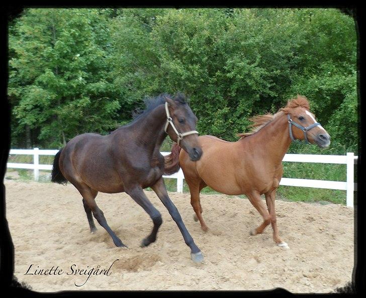 Dansk Varmblod Aagaardens Chirac (Min) R.I.P. :'( - Chirac og Misty billede 15