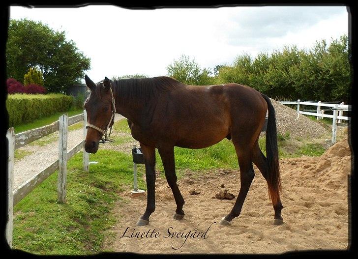 Dansk Varmblod Aagaardens Chirac (Min) R.I.P. :'( - Chirac 2 år. <3 billede 16