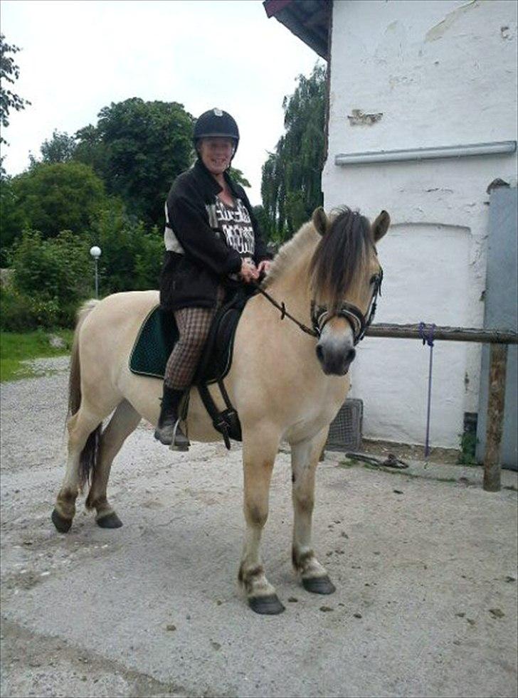 Fjordhest Baune Frølunde *SOLGT* - 2. gang jeg sidder på Baunedrengen, jeg synes nu vi passer meget godt sammen, Dato d.1 Juli 2011 billede 11