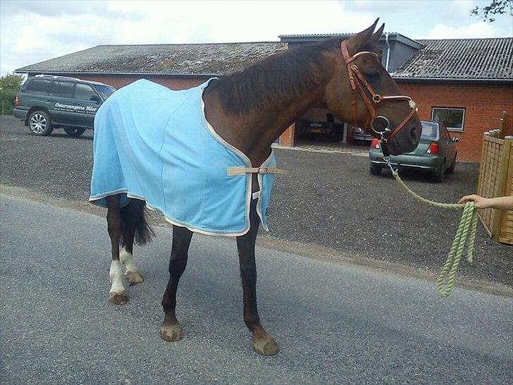 Dansk Varmblod marja light  R.I.P billede 8