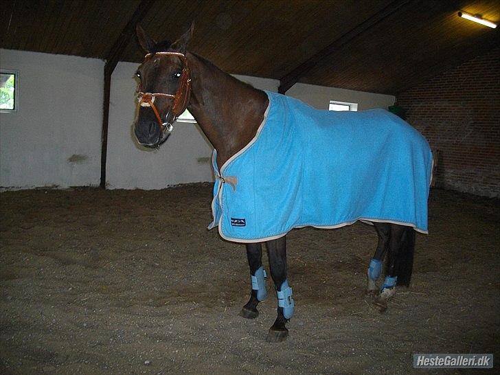 Dansk Varmblod marja light  R.I.P billede 9