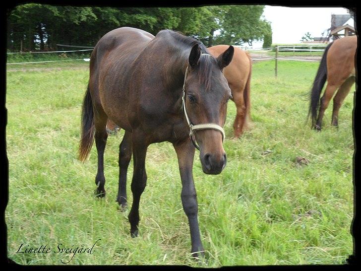 Dansk Varmblod Aagaardens Chirac (Min) R.I.P. :'( - Chirac 2 år :) billede 17