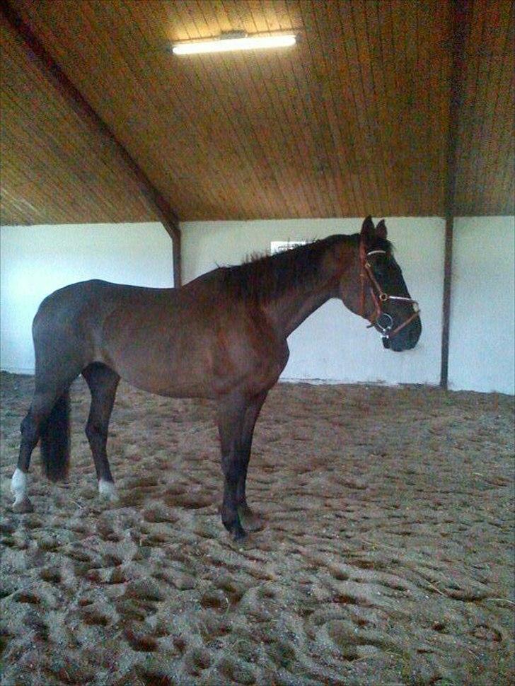 Dansk Varmblod marja light  R.I.P billede 10