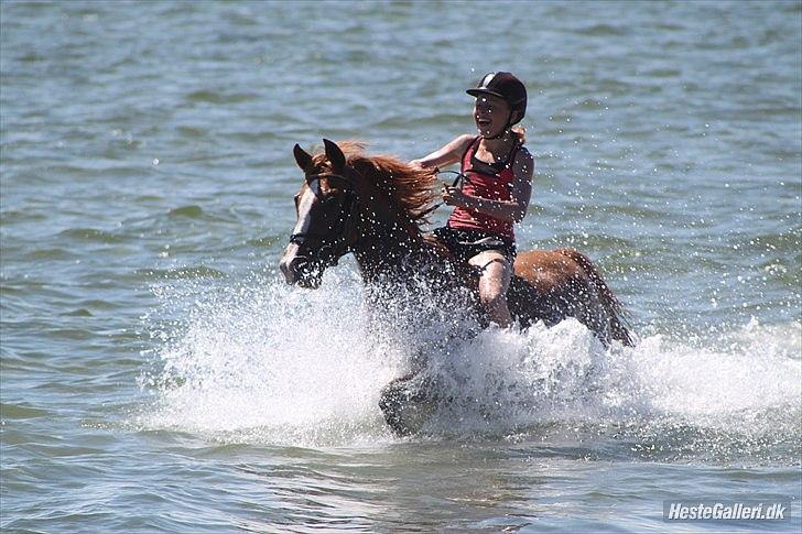 Anden særlig race Beauty buttefly-flip |Soulmate| - skath jeg ved ikke hvad jeg skal sige!<3 jeg kan ikke beskrive min kærlighed for dig!<3 nu har jeg squ vundet din tellid!<3:) første gang i vandet  med dig min elskning!<3
foto: Maria Ebesen!:D billede 10