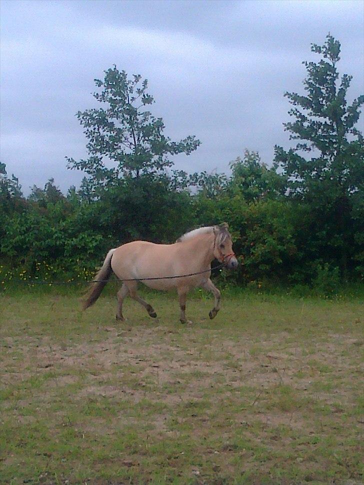 Fjordhest Hedegaards Cesillie  - Øv de siger jeg skal til at komme i kondi igen efter min graviditet.. Føj. billede 16