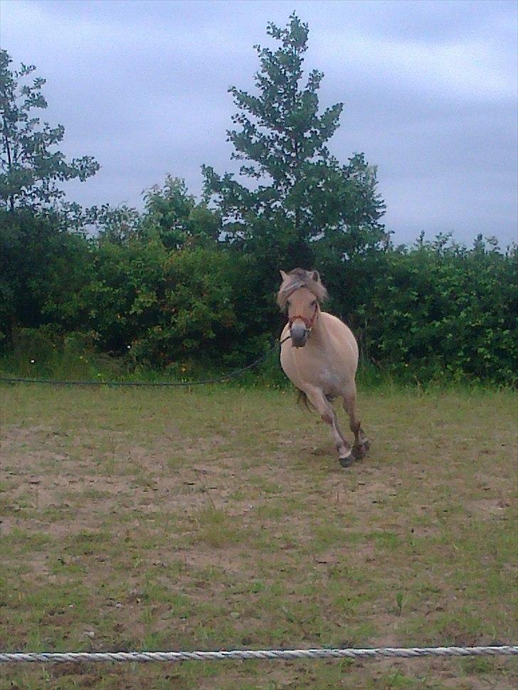 Fjordhest Hedegaards Cesillie  - Ej hvor de piner mig:-( billede 17