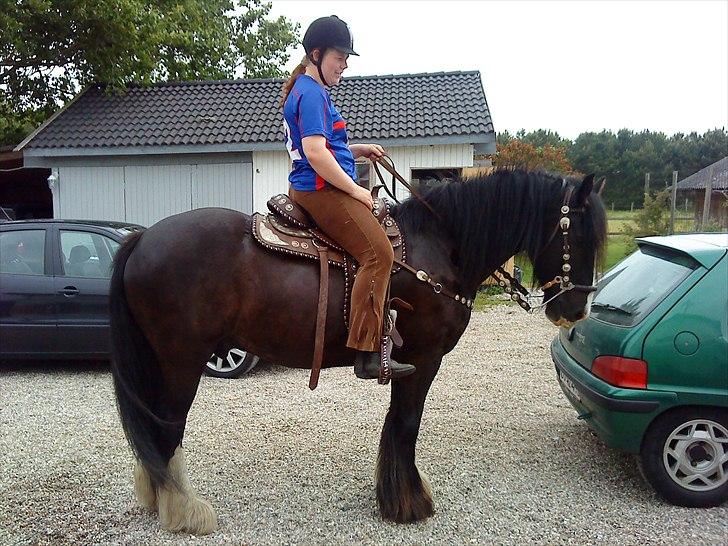 Irish Cob Sir Elton billede 18