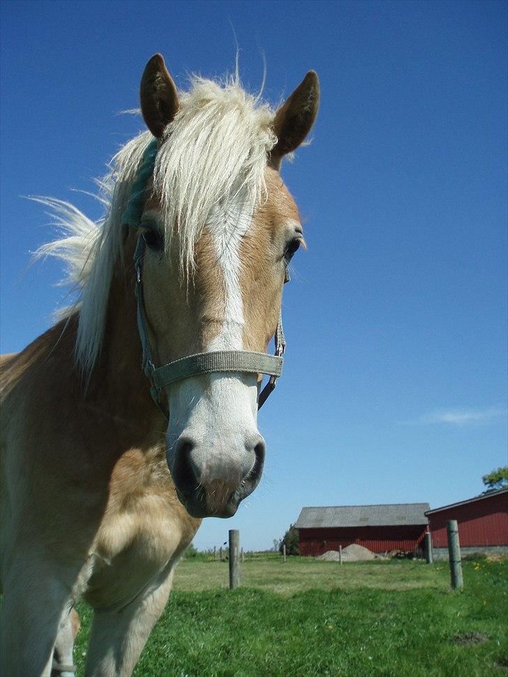 Haflinger Carl - Velkommen til Carl´s profil, smid gerne en kommentar og bedømmelse. Så skal i nok få en igen ;) billede 1