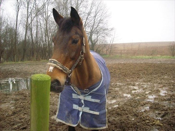 Anden særlig race bella R.I.P elskede hest billede 9